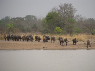 03 Troupeau De Buffles Venant S Abreuver